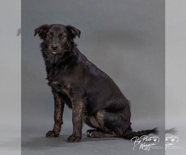Medium Photo #8 Mutt Puppy For Sale in Claremore, OK, USA