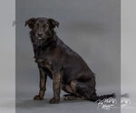 Small #7 Mutt