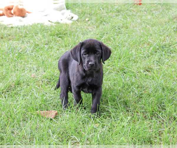 Medium Photo #3 Labrador Retriever Puppy For Sale in SYRACUSE, IN, USA