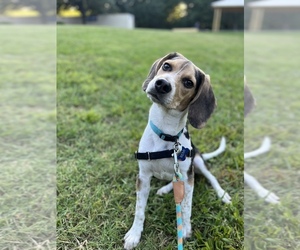 Beagle-Unknown Mix Puppy for sale in CHATTANOOGA, TN, USA