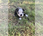 Small #7 Boston Terrier