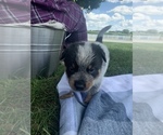 Small Photo #5 Australian Cattle Dog Puppy For Sale in GOSHEN, IN, USA