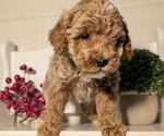 Small #8 Poodle (Miniature)