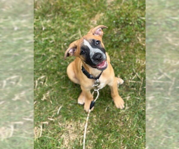 Medium Photo #4 Labrador Retriever-Unknown Mix Puppy For Sale in Brewster, NY, USA