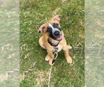 Small #3 Labrador Retriever Mix