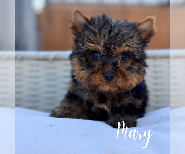 Medium Photo #3 Yorkshire Terrier Puppy For Sale in ADDISON, IL, USA