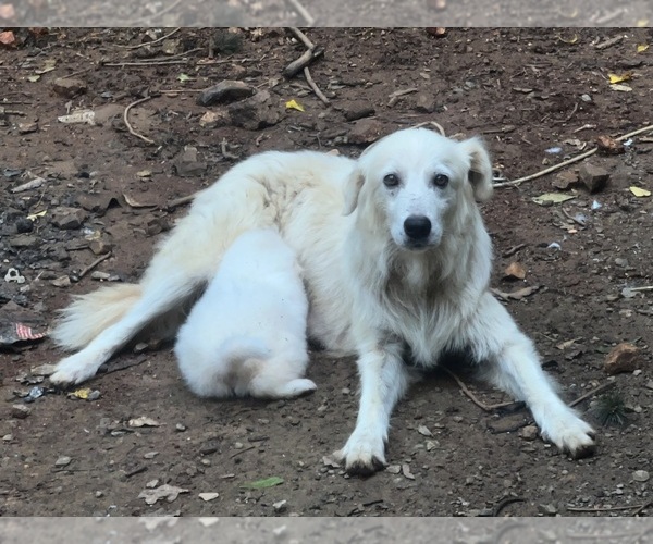 Medium Photo #1 Maremma Sheepdog Puppy For Sale in THORN HILL, TN, USA