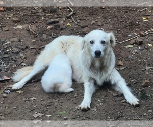 Mother of the Maremma Sheepdog puppies born on 07/03/2022