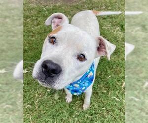 American Pit Bull Terrier-Unknown Mix Dogs for adoption in Tulsa, OK, USA