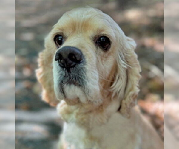 Medium Photo #9 Cocker Spaniel Puppy For Sale in Arlington, VA, USA