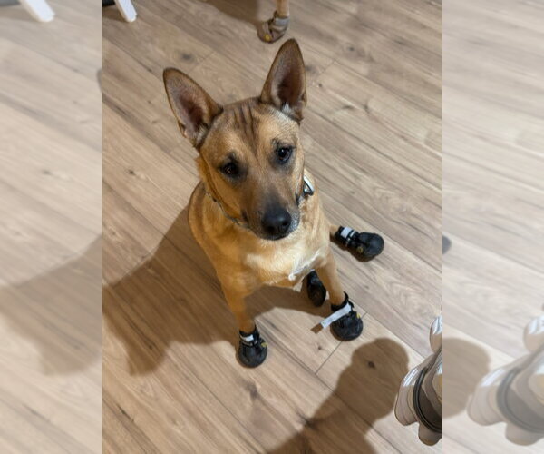 Medium Photo #2 Mutt Puppy For Sale in Fort Collins, CO, USA