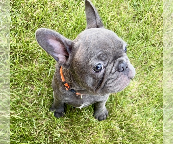 Medium Photo #41 French Bulldog Puppy For Sale in CANYON, TX, USA