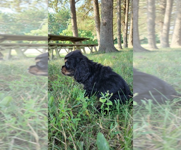 Medium Photo #12 Cocker Spaniel Puppy For Sale in WITHEE, WI, USA
