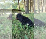 Small Photo #12 Cocker Spaniel Puppy For Sale in WITHEE, WI, USA