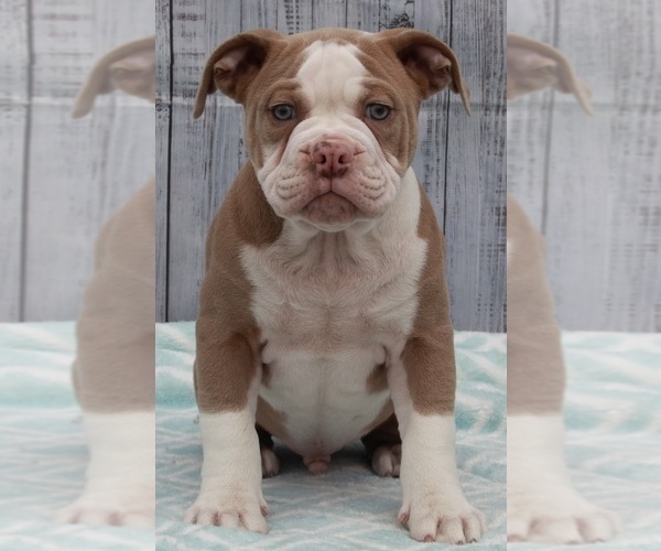 Medium Photo #1 Olde English Bulldogge Puppy For Sale in FREDERICKSBURG, OH, USA