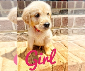 Golden Retriever Puppy for sale in MADISON, NC, USA