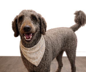Father of the Double Doodle puppies born on 08/02/2026