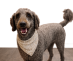 Small Photo #1 Double Doodle Puppy For Sale in ANDERSON, SC, USA