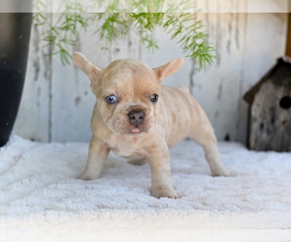 Medium Photo #3 French Bulldog Puppy For Sale in MILLERSBURG, OH, USA
