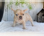 Small #2 French Bulldog