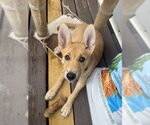 Small Mutt