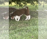 Small Photo #5 Australian Cattle Dog-Border Collie Mix Puppy For Sale in CENTRALIA, IL, USA