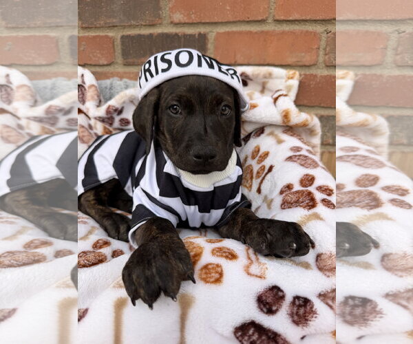 Medium Photo #1 Mutt Puppy For Sale in Goodyear, AZ, USA