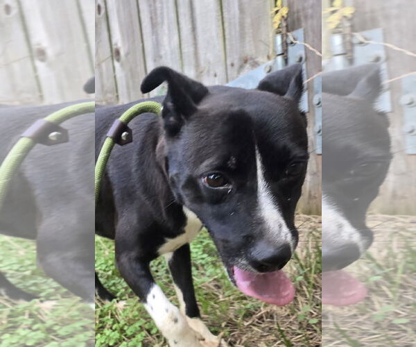 Medium Photo #2 Mutt Puppy For Sale in Jackson, MS, USA