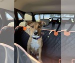 Small #3 American Pit Bull Terrier Mix