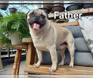Father of the Pug puppies born on 07/17/2025