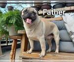 Small Photo #1 Pug Puppy For Sale in FALL CREEK, WI, USA