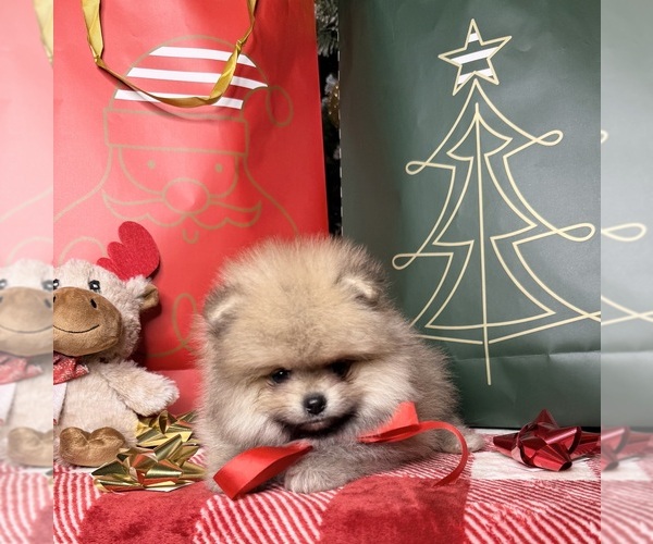 Medium Photo #1 Pomeranian Puppy For Sale in BEVERLY HILLS, CA, USA