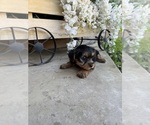 Puppy Rosie Yorkshire Terrier