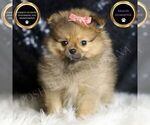 Puppy Sandie AKC Pomeranian