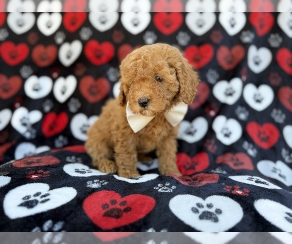 Medium Photo #7 Cavapoo (Miniature) Puppy For Sale in LAKELAND, FL, USA