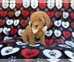 Small #6 Cavapoo (Miniature)
