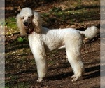 Small Photo #1 Goldendoodle Puppy For Sale in PHELAN, CA, USA