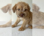 Small Photo #3 Chihuahua-Unknown Mix Puppy For Sale in Studio City, CA, USA