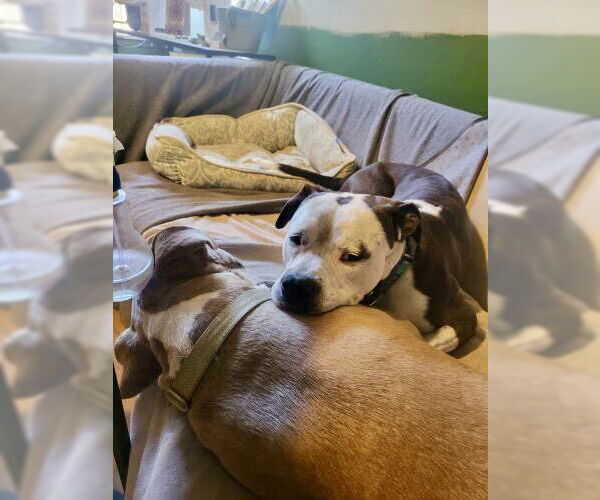 Medium Photo #2 American Staffordshire Terrier-Boxer Mix Puppy For Sale in San Juan Capistrano, CA, USA