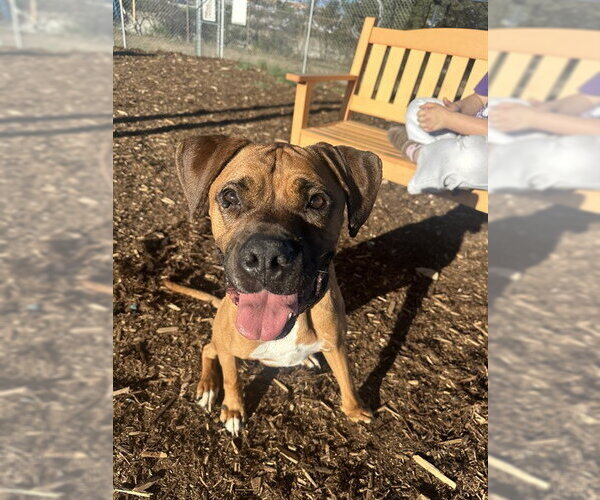 Medium Photo #1 Boxer-Unknown Mix Puppy For Sale in Denver, CO, USA