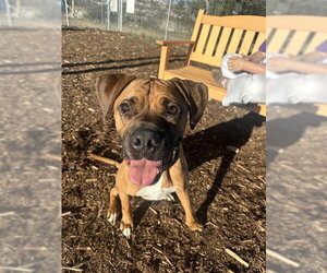 Boxer-Unknown Mix Dogs for adoption in Denver, CO, USA