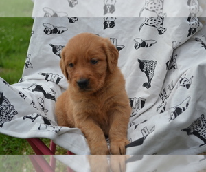 Golden Retriever Puppy for sale in GREENWOOD, WI, USA