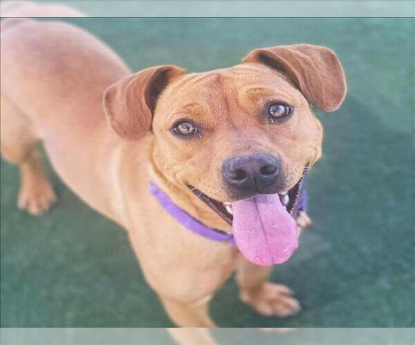 Medium Photo #1 Mutt Puppy For Sale in Martinez, CA, USA