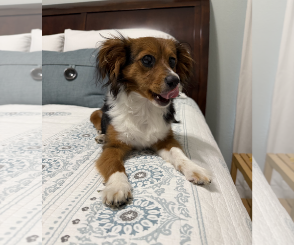 Medium Photo #3 Chiweenie Puppy For Sale in Weston, FL, USA