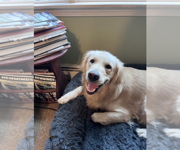 Medium Photo #1 Golden Retriever Puppy For Sale in LEBANON, CT, USA