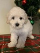 Small #3 Maltese-Poodle (Toy) Mix