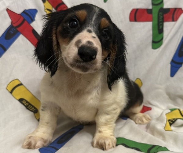 Medium Photo #5 Dachshund Puppy For Sale in LUMBERTON, NC, USA