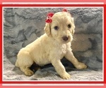 Small Photo #22 Goldendoodle Puppy For Sale in BATON ROUGE, LA, USA