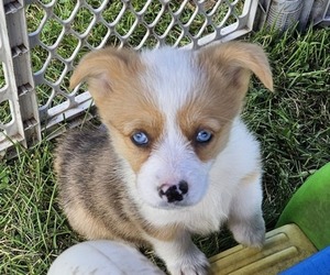 Pembroke Welsh Corgi Puppy for sale in MILTON, WI, USA