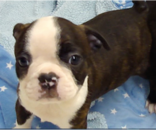 Medium Photo #6 Boston Terrier Puppy For Sale in MCMINNVILLE, OR, USA